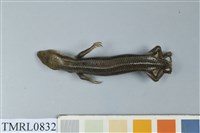 藏品(麗紋石龍子)的圖片